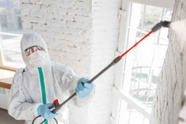 Best Basement Mold Removal  in Hendersonville, NC