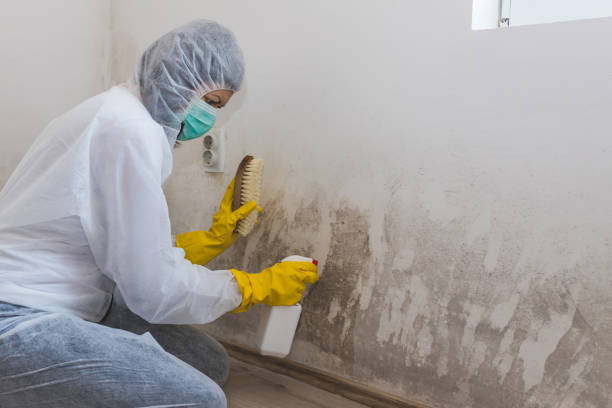 Best Black Mold Removal  in Hendersonville, NC