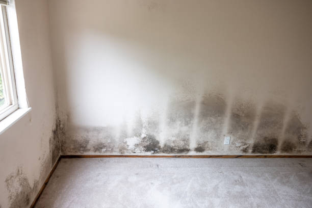 Best Airborne Mold Testing  in Hendersonville, NC